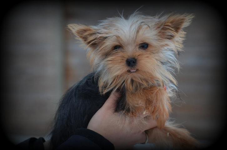 petit chiot Yorkshire Terrier, Animaux & Accessoires, Chiens | Jack Russell & Terriers, Chien (mâle), Yorkshire Terrier, Éleveur | Professionnel