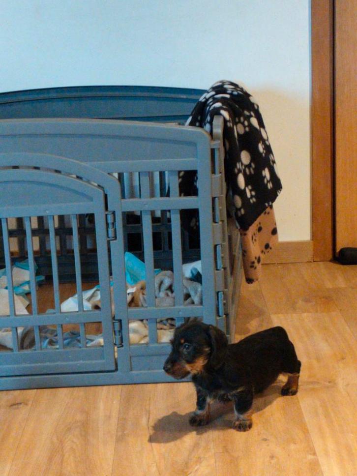 Beaux chiots teckel hirsutes, Animaux & Accessoires, Chiens | Teckels & Bassets, Chienne, Poils durs, Nain, Éleveur | Professionnel