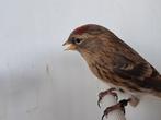 Barmsijs wildkleur split voor agaat., Mannelijk, Wildzangvogel, Geringd
