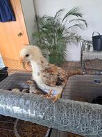 Araucana kippen, Dieren en Toebehoren, Geslacht onbekend, Kip