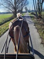 Hulp gezocht voor het opleiden van jonge paarden.