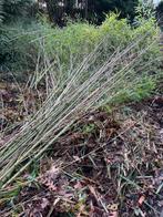 Bamboestokken Gratis, Tuin en Terras, Planten | Tuinplanten, Ophalen