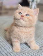 Crèmekleurige mannelijke Britse korthaarkittens, Dieren en Toebehoren, Katten en Kittens | Raskatten | Korthaar, Kater, Gechipt