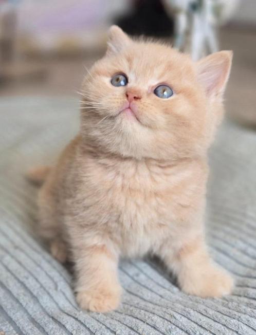 Crèmekleurige mannelijke Britse korthaarkittens, Dieren en Toebehoren, Katten en Kittens | Raskatten | Korthaar, Kater, 0 tot 2 jaar