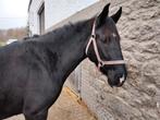 Compagnon de prairie, Animaux & Accessoires, Chevaux & Poneys | Autres trucs de cheval, Enlèvement ou Envoi