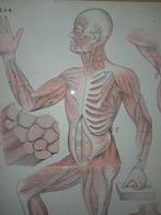 Twee grote historische anatomische posters, Ophalen