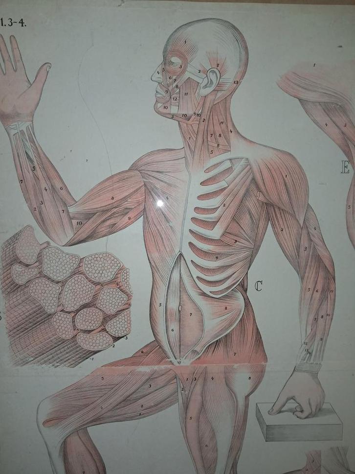 Twee grote historische anatomische posters, Antiek en Kunst, Kunst | Tekeningen en Fotografie, Ophalen