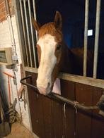 Apha ruin van 21 als gezelschap of wandelen, Dieren en Toebehoren, Paarden, Ruin