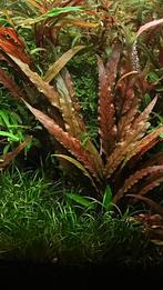 Cryptocoryne unundulatus rouge, Animaux & Accessoires, Plante(s), Pierre ou Bois, Enlèvement ou Envoi, Neuf