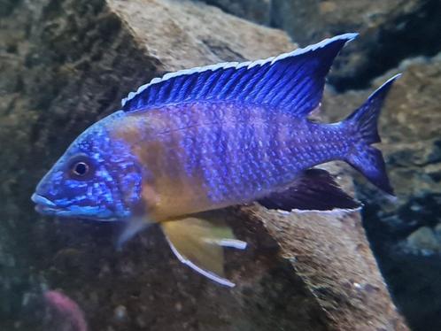 Mooi volwassen koppel malawi ( Aulonocara Maulana ), Dieren en Toebehoren, Vissen | Aquariumvissen, Zoetwatervis, Vis