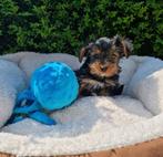 York shire pups beschikbaar, Dieren en Toebehoren, Honden | Jack Russells en Terriërs, CDV (hondenziekte), Meerdere, 8 tot 15 weken