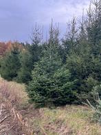 Sapin de Noël Nordmann, Enlèvement, Neuf