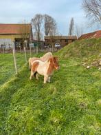 Shetland ruin bont (prijs bespreekbaar), Dieren en Toebehoren, Ruin, Ontwormd