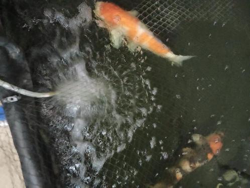 2X koi's  HOGE KWALITEIT, Dieren en Toebehoren, Vissen | Vijvervissen, Karper of Koi