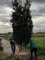 Prachtige Steeneik 3-4 m hoog, Tuin en Terras, Planten | Bomen, Ophalen