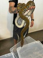 Python réticulé Aztec, Dieren en Toebehoren, Slang, 3 tot 6 jaar