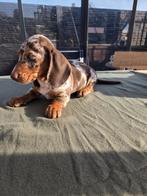 Teckel pups, België, Particulier, 8 tot 15 weken, Korthaar