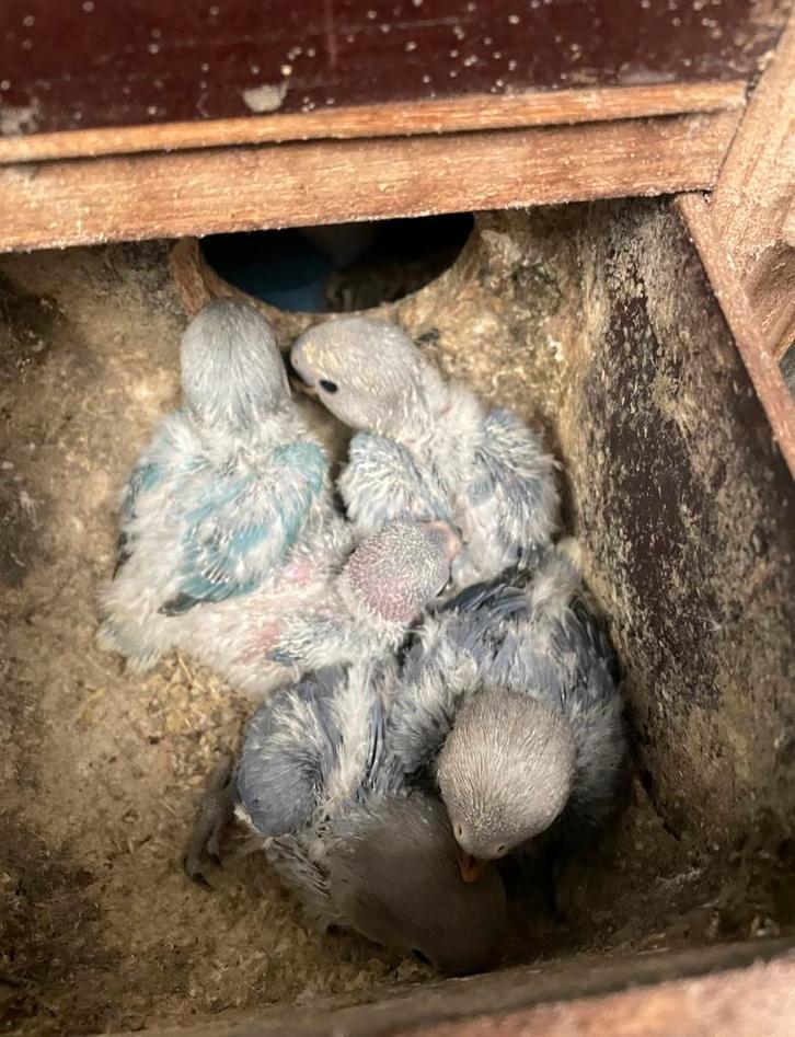 Baby dwergpapegaaien, Dieren en Toebehoren, Vogels | Parkieten en Papegaaien, Dwergpapegaai of Agapornis, Geslacht onbekend, Tam