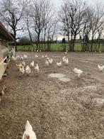 Broedeieren van raszuivere Poule de bresse, Dieren en Toebehoren, Pluimvee