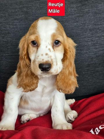mooie engelse cocker pups beschikbaar voor biedingen
