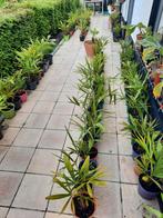 palmboom winterhard -17, Jardin & Terrasse, Plantes | Arbres, Enlèvement, Palmier