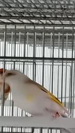 Chardonneret mutation panaché 2025, Vrouwelijk, Geringd