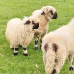 Walliser schwarznase ooi, zwartneusschaap, Dieren en Toebehoren, Schapen, Geiten en Varkens