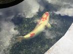 Koi, Karper of Koi