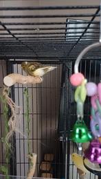 2 kanaries te koop, Dieren en Toebehoren, Vogels | Overige Vogels