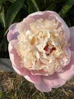 Plant de pivoines rose tendre, Volle zon, Eenjarig, Lente, Ophalen
