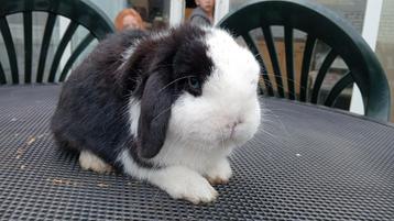 Minilop ram  beschikbaar voor biedingen
