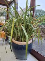 Orchidee, Enlèvement