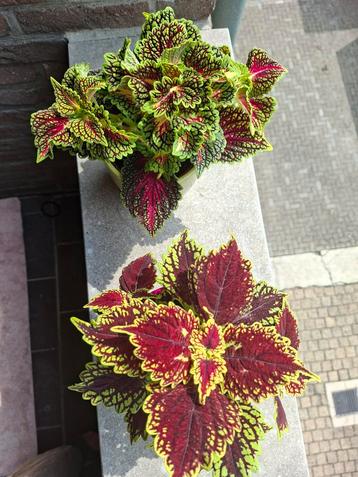  Prachtige gekleurde Siernetels beschikbaar voor biedingen