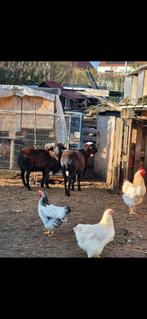 GEITEN 2 stuk, Dieren en Toebehoren