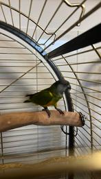 Senegal papegaai-Bonte boertje, Dieren en Toebehoren, Vogels | Parkieten en Papegaaien, Vrouwelijk, Papegaai, Tam