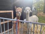 Alpaca's, Dieren en Toebehoren, Mannelijk