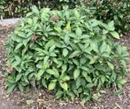Hortensia, Ophalen, Zomer, Vaste plant, Overige soorten