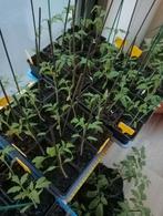 Tomaten planten, Zomer, Ophalen of Verzenden, Groenteplanten, Eenjarig