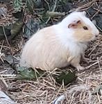 Gratis mannelijke cavia, Dieren en Toebehoren, Knaagdieren, Mei, Mannelijk, Cavia