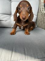 Kortharige choco&tan teckel pup, België, 8 tot 15 weken, Meerdere, Fokker | Professioneel