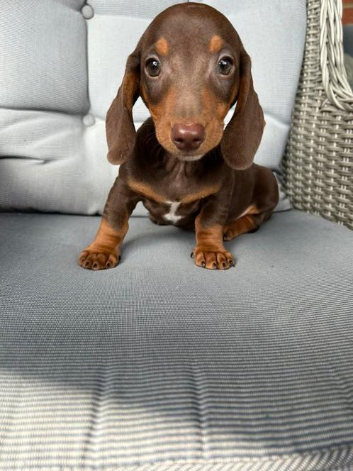 Kortharige choco&tan teckel pup, Dieren en Toebehoren, Honden | Teckels en Dashonden, Fokker | Professioneel, Meerdere, België