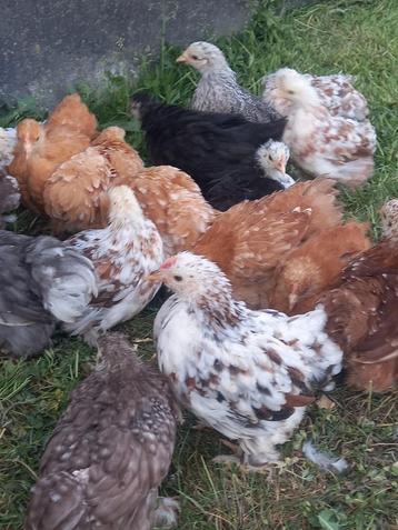 Cochin krielen te koop, Dieren en Toebehoren, Pluimvee