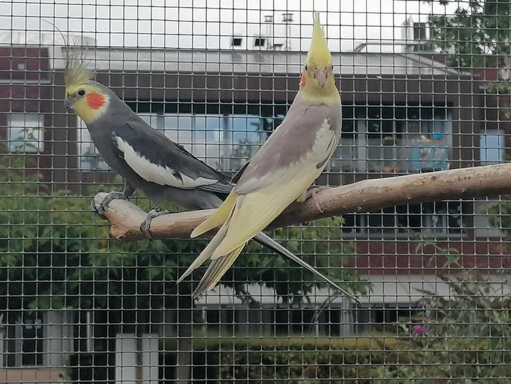 Valkparkieten (Cinnamon bont/geelwang en cinnamon), Dieren en Toebehoren, Vogels | Parkieten en Papegaaien, Parkiet, Geringd