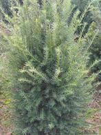 Taxus, Tuin en Terras, Planten | Struiken en Hagen, Ophalen, Taxus, Haag, 100 tot 250 cm
