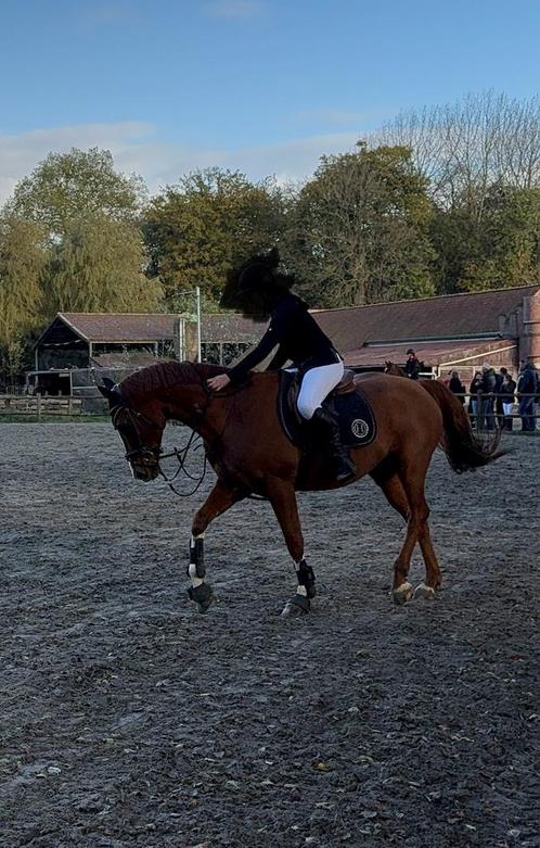 Volledig papieren ruin | Selle Luxembourgeois, Dieren en Toebehoren, Paarden, Ruin, L, 160 tot 165 cm, 11 jaar of ouder