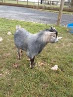 Jong bokje, Dieren en Toebehoren, Schapen, Geiten en Varkens