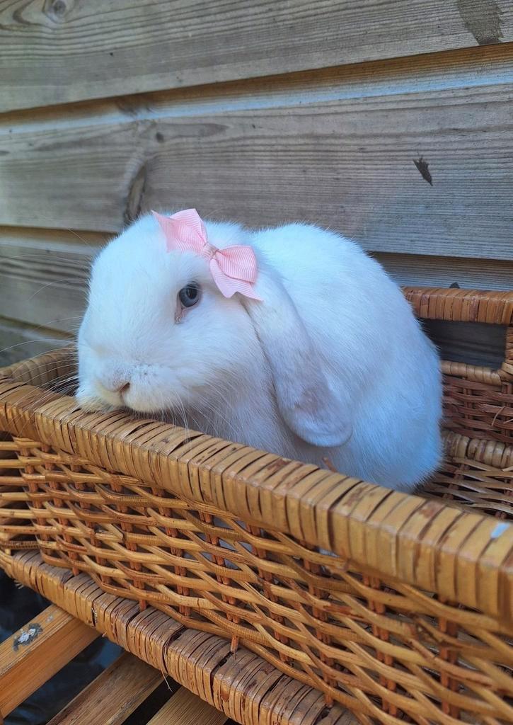 Heel lief handtam voedstertje, Dieren en Toebehoren, Konijnen, Klein, Vrouwelijk, 0 tot 2 jaar, Hangoor