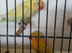 2 onverwante koppels agapornis personata van 25, en 1 losse, Dieren en Toebehoren, Meerdere dieren, Dwergpapegaai of Agapornis