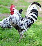 Broedeieren Bonte Leghorn, Dieren en Toebehoren, Pluimvee