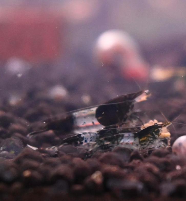 Crevette rili black/carbon, Dieren en Toebehoren, Vissen | Aquaria en Toebehoren, Ophalen